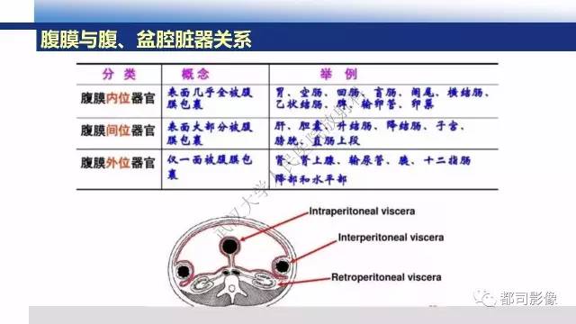 【PPT】腹膜解剖及炎性病变影像诊断
