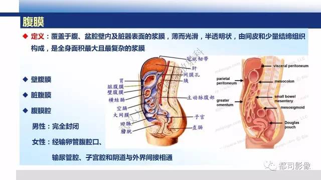 【PPT】腹膜解剖及其炎性病变影像诊断
