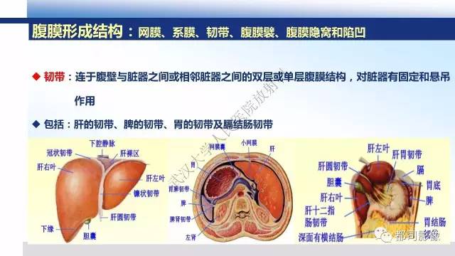 【PPT】腹膜解剖及其炎性病变影像诊断