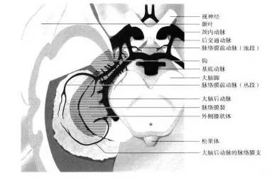 前循环穿支动脉脑梗死影像识别 前循环穿支动脉脑梗死影像识别