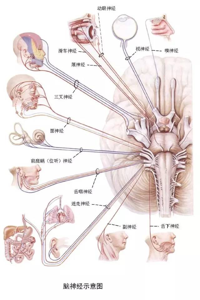脑神经MRI断层解剖 脑神经MRI断层解剖