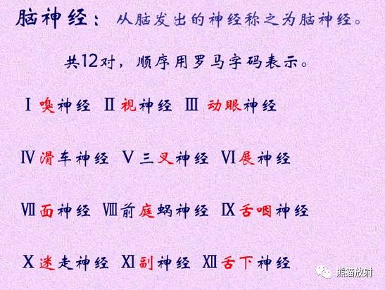 脑神经MRI断层解剖 脑神经MRI断层解剖