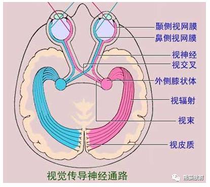 脑神经MRI断层解剖 脑神经MRI断层解剖