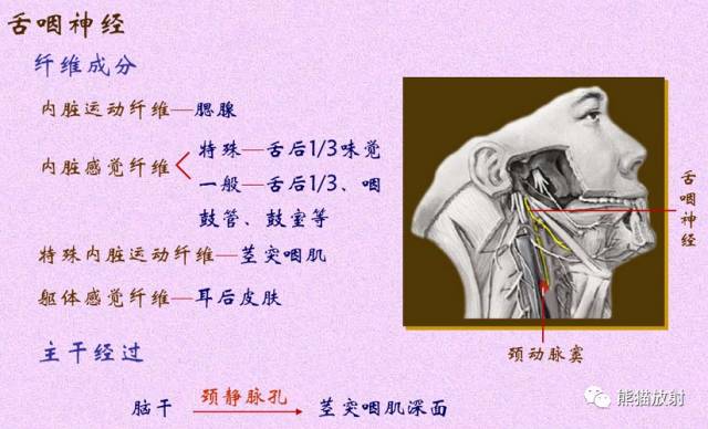 脑神经MRI断层解剖 脑神经MRI断层解剖