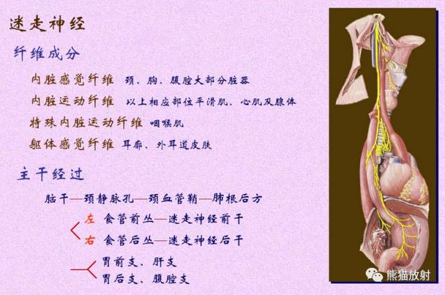 脑神经MRI断层解剖 脑神经MRI断层解剖