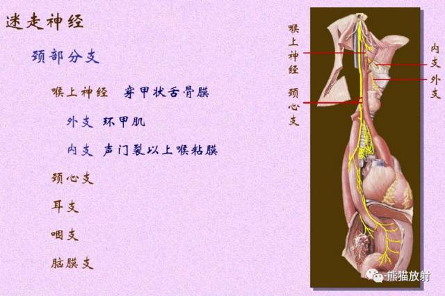 脑神经MRI断层解剖 脑神经MRI断层解剖