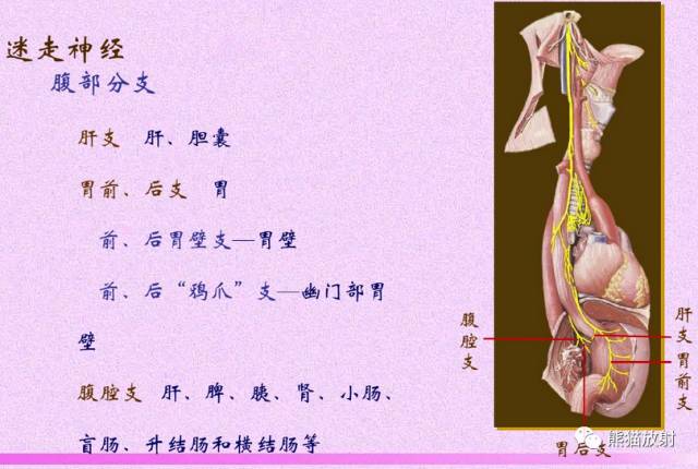 脑神经MRI断层解剖 脑神经MRI断层解剖