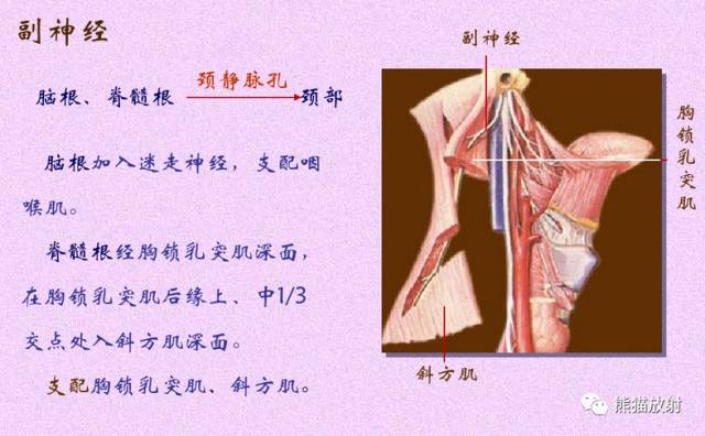 脑神经MRI断层解剖 脑神经MRI断层解剖
