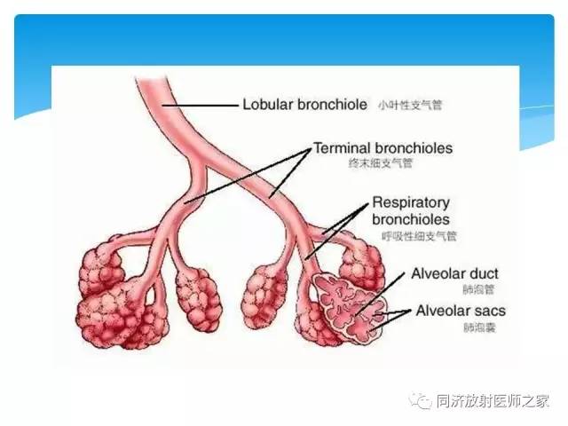 【PPT】肺实质与肺间质的梳理