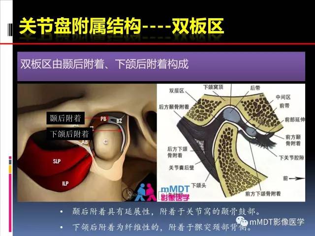 【PPT】颞下颌关节的磁共振成像(检查技术与解剖部分)
