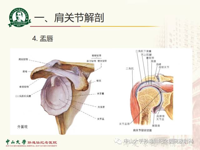 【PPT】肩关节解剖及常见病的MRI诊断