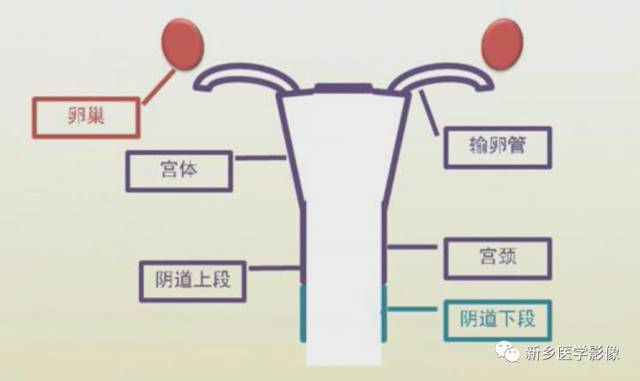 子宫发育异常，应想到的6大类常见畸形