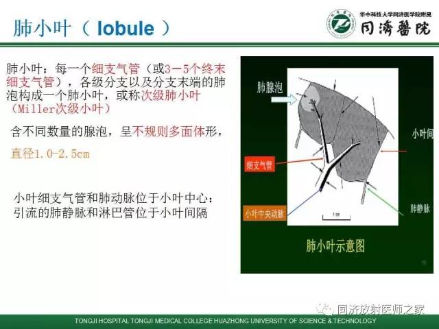 【PPT】间质性肺疾病的影响学表现