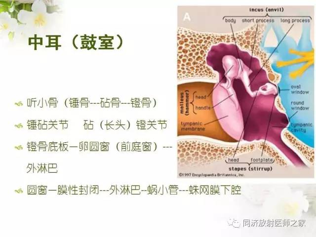 【PPT】耳部CT影像解剖及常见病的认识