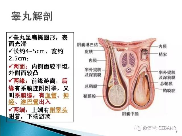 【PPT】睾丸肿瘤病变MR诊断