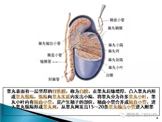 【PPT】睾丸肿瘤病变MR诊断