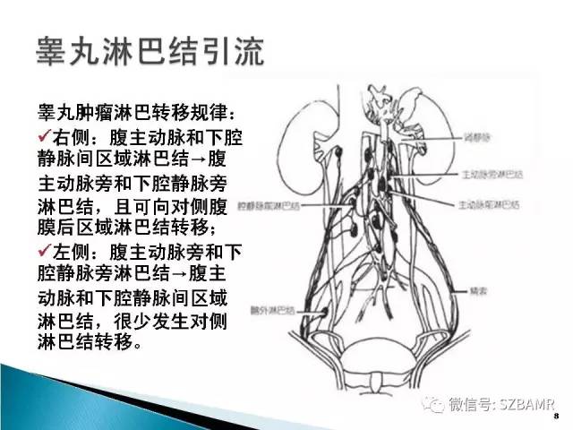 【PPT】睾丸肿瘤病变MR诊断