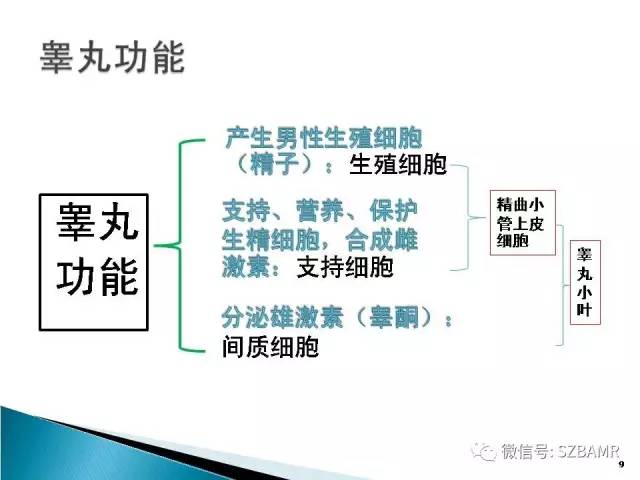 【PPT】睾丸肿瘤病变MR诊断