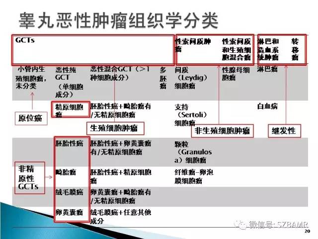 【PPT】睾丸肿瘤病变MR诊断