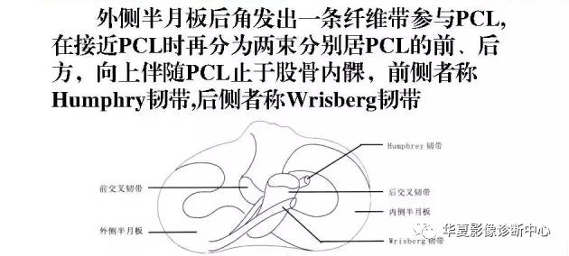 膝关节易误诊的正常解剖及伪影现象 膝关节易误诊的正常解剖及伪影现象