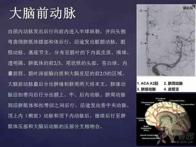 【PPT】脑血管支配区域CT彩色图谱