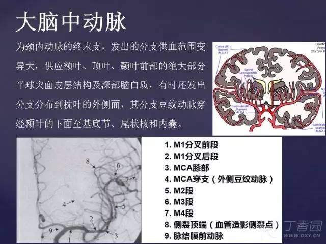 【PPT】脑血管支配区域CT彩色图谱