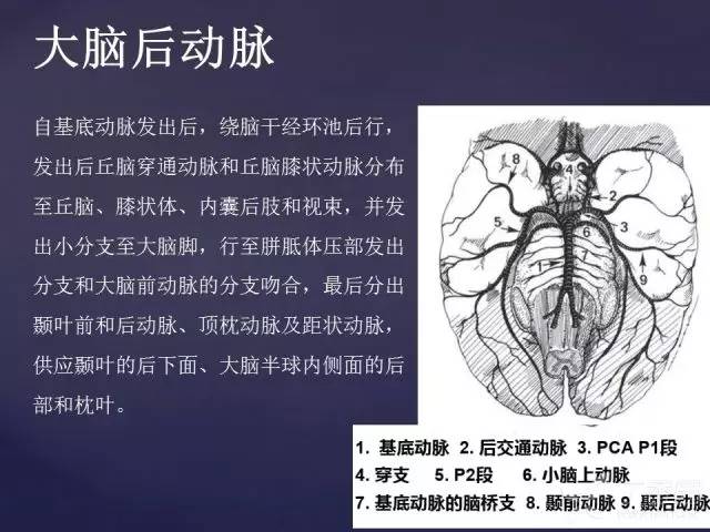【PPT】脑血管支配区域CT彩色图谱