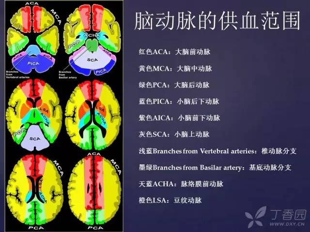 【PPT】脑血管支配区域CT彩色图谱