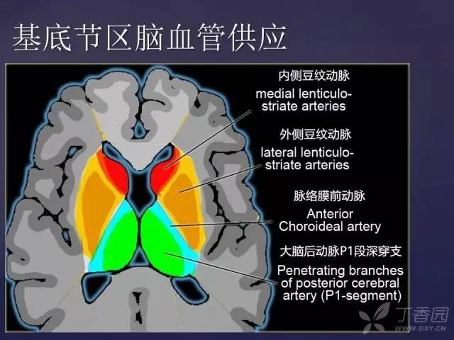 【PPT】脑血管支配区域CT彩色图谱