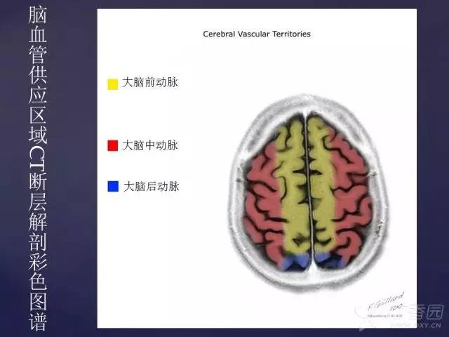 【PPT】脑血管支配区域CT彩色图谱