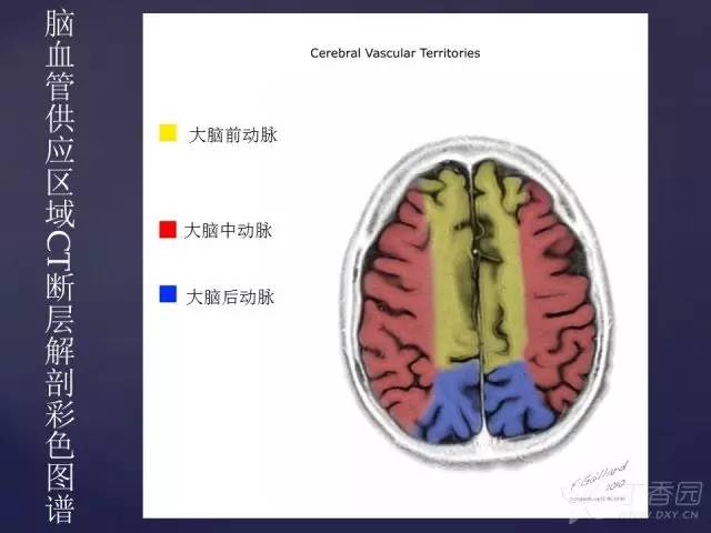 【PPT】脑血管支配区域CT彩色图谱