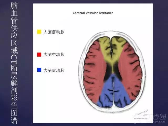 【PPT】脑血管支配区域CT彩色图谱