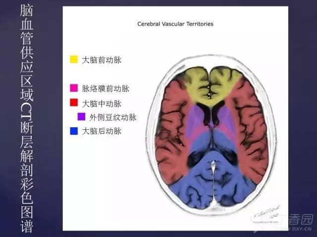 【PPT】脑血管支配区域CT彩色图谱