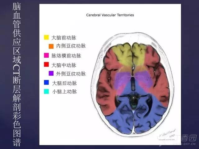 【PPT】脑血管支配区域CT彩色图谱
