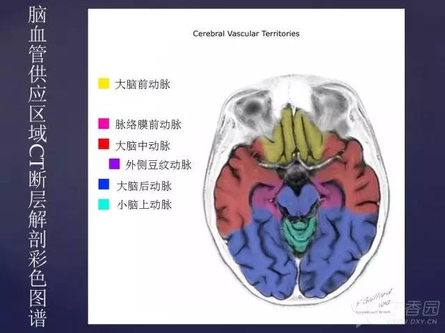 【PPT】脑血管支配区域CT彩色图谱