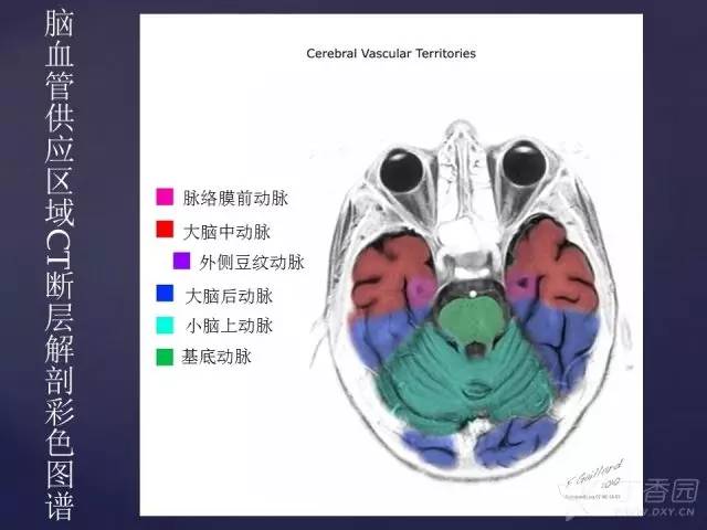 【PPT】脑血管支配区域CT彩色图谱