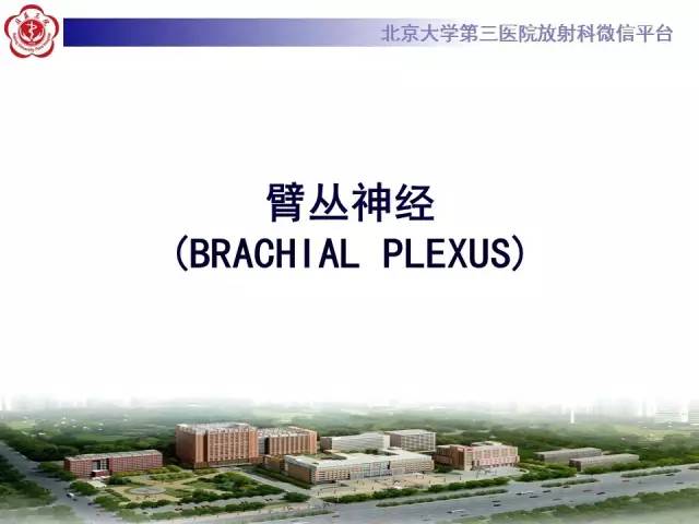 【PPT】臂丛神经