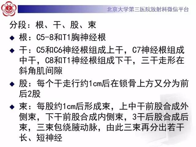 【PPT】臂丛神经