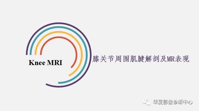 【PPT】膝关节周围肌腱解剖及MR表现
