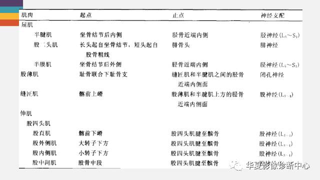 【PPT】膝关节周围肌腱解剖及MR表现