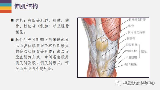 【PPT】膝关节周围肌腱解剖及MR表现