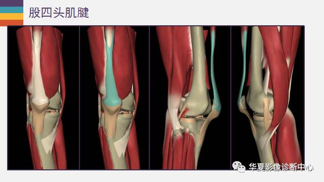 【PPT】膝关节周围肌腱解剖及MR表现