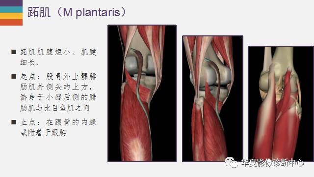 【PPT】膝关节周围肌腱解剖及MR表现