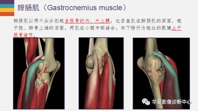 【PPT】膝关节周围肌腱解剖及MR表现