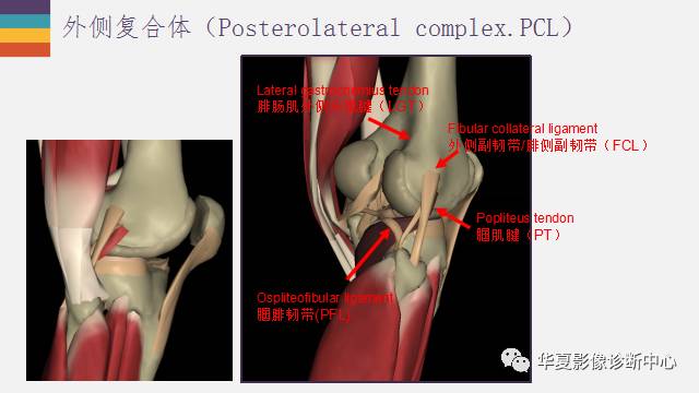 【PPT】膝关节周围肌腱解剖及MR表现
