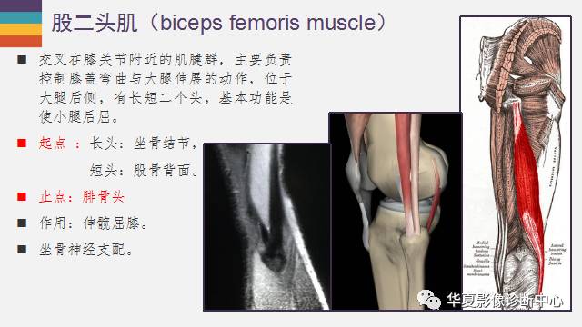 【PPT】膝关节周围肌腱解剖及MR表现
