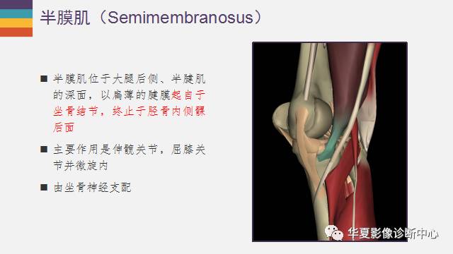 【PPT】膝关节周围肌腱解剖及MR表现