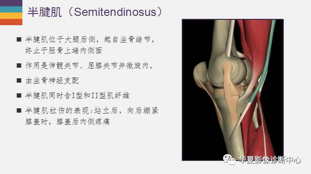【PPT】膝关节周围肌腱解剖及MR表现