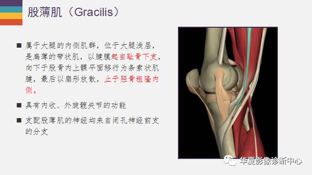 【PPT】膝关节周围肌腱解剖及MR表现