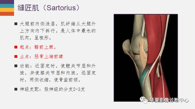 【PPT】膝关节周围肌腱解剖及MR表现